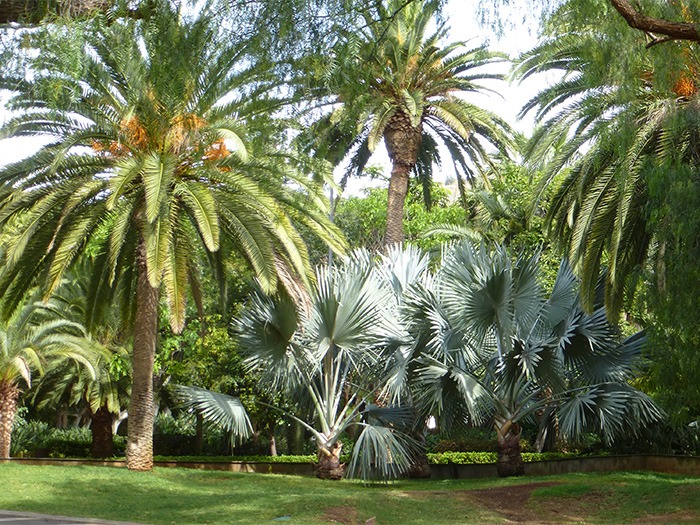 Palmiers En Ligne Pour Le Jardin Palmasur Palmiers En Ligne Pour Le Jardin Palmasur