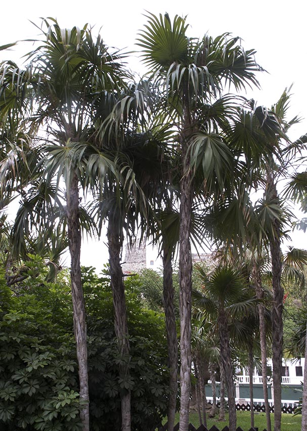 Zimmerpflanze Florida-Schilfpalme Thrinax Radiata Gesamthöhe 40-50cm Topf Ø 14cm